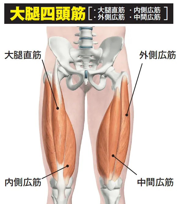 大腿四頭筋
