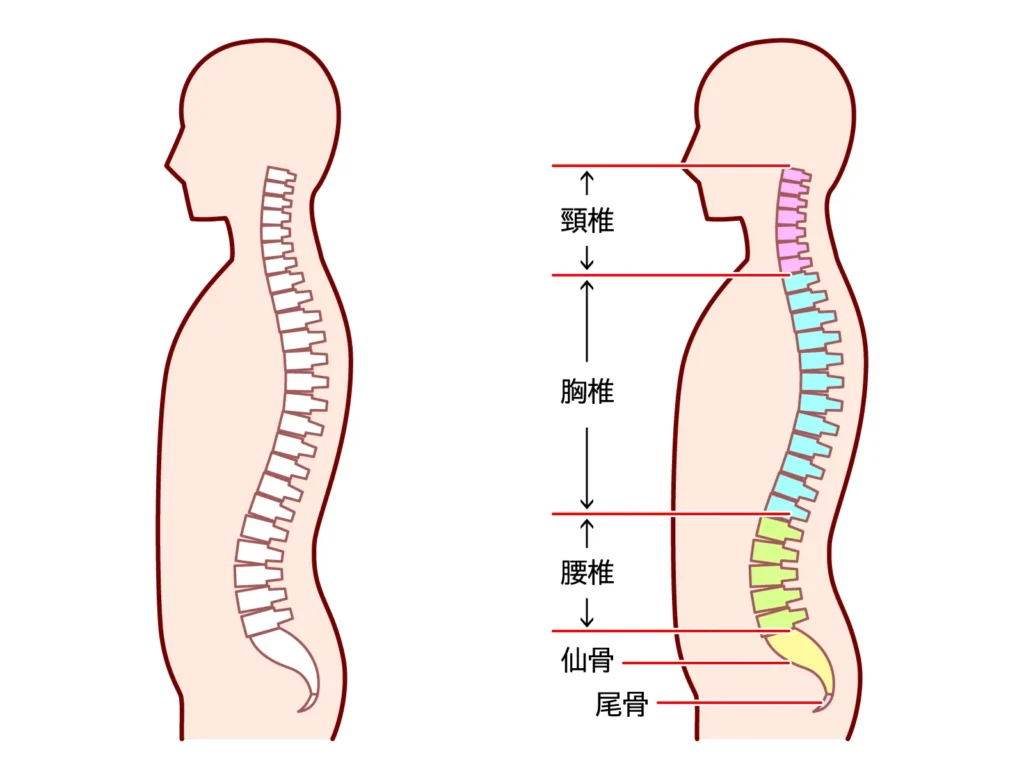 骨格の構造、背骨