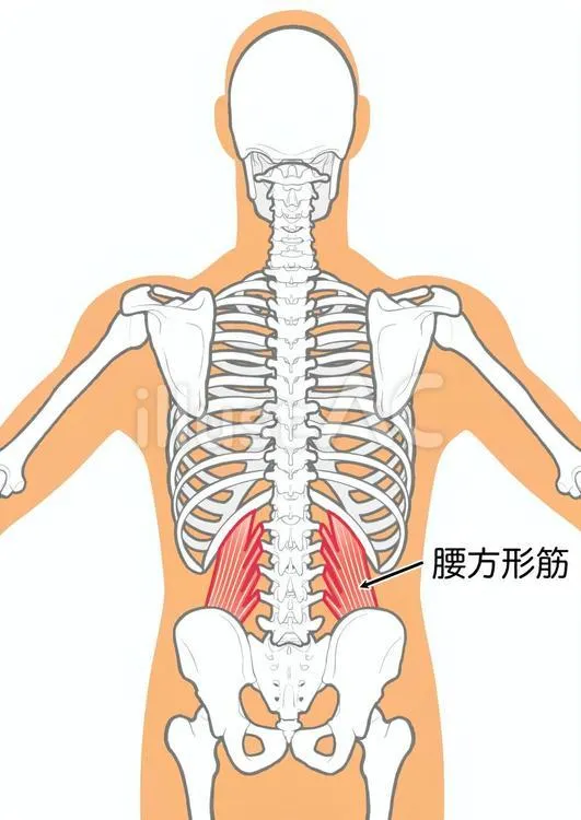 腰方形筋
